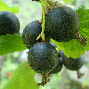 Саженцы Комплект 5шт / Йошта Йохини