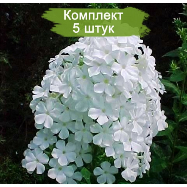 Флокс Вайт Адмирал (White Admiral) - красивое цветение для вашего сада Флокс Вайт Адмирал (White Admiral) - красивое цветение для вашего сада